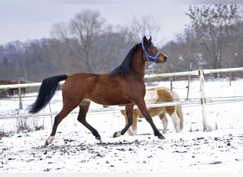 Koń czystej krwi arabskiej, Klacz, 4 lat, 155 cm, Gniada