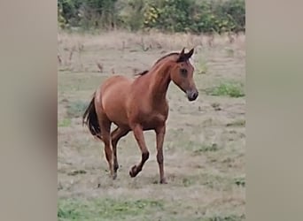 Koń czystej krwi arabskiej, Klacz, 4 lat, 155 cm, Gniada