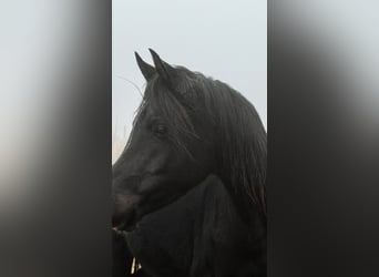 Koń czystej krwi arabskiej, Klacz, 4 lat, 155 cm, Kara