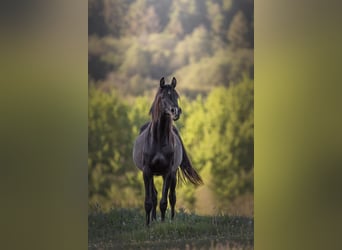 Koń czystej krwi arabskiej, Klacz, 4 lat, 155 cm, Kara
