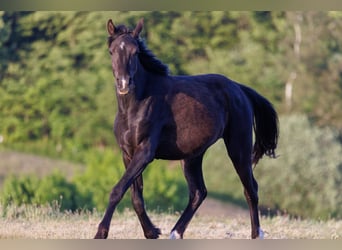 Koń czystej krwi arabskiej, Klacz, 4 lat, 155 cm, Kara