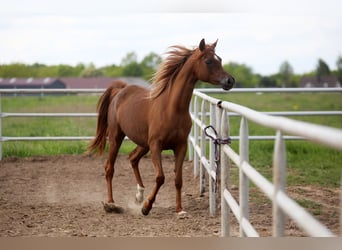 Koń czystej krwi arabskiej, Klacz, 4 lat, 155 cm, Kasztanowata