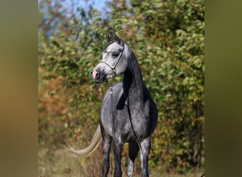 Koń czystej krwi arabskiej, Klacz, 4 lat, 155 cm, Siwa