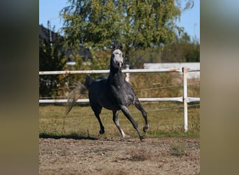 Koń czystej krwi arabskiej, Klacz, 4 lat, 155 cm, Siwa