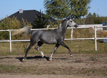 Koń czystej krwi arabskiej, Klacz, 4 lat, 155 cm, Siwa