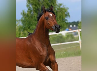 Koń czystej krwi arabskiej, Klacz, 4 lat, 156 cm, Gniada