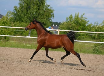 Koń czystej krwi arabskiej, Klacz, 4 lat, 156 cm, Gniada
