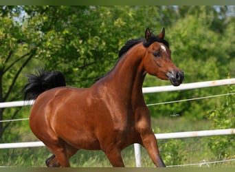 Koń czystej krwi arabskiej, Klacz, 4 lat, 156 cm, Gniada