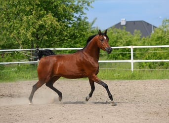 Koń czystej krwi arabskiej, Klacz, 4 lat, 156 cm, Gniada