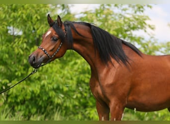 Koń czystej krwi arabskiej, Klacz, 4 lat, 156 cm, Gniada