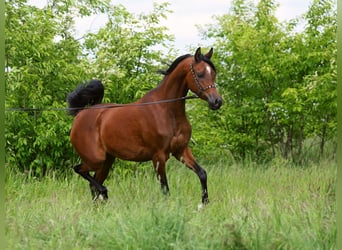 Koń czystej krwi arabskiej, Klacz, 4 lat, 156 cm, Gniada