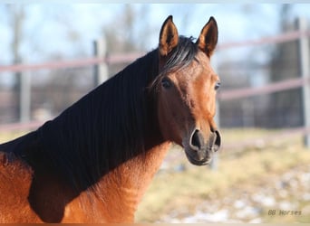 Koń czystej krwi arabskiej, Klacz, 4 lat, 156 cm, Gniada