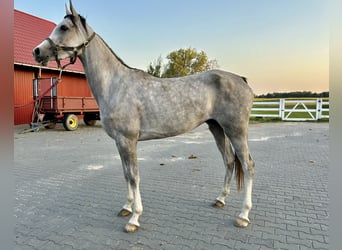 Koń czystej krwi arabskiej, Klacz, 4 lat, 156 cm, Siwa