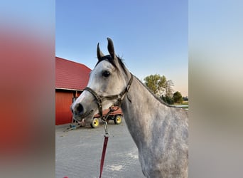Koń czystej krwi arabskiej, Klacz, 4 lat, 157 cm, Siwa