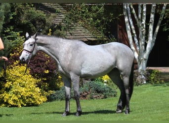 Koń czystej krwi arabskiej, Klacz, 4 lat, 159 cm, Siwa