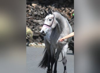 Koń czystej krwi arabskiej, Klacz, 4 lat, 159 cm, Siwa