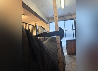 Koń czystej krwi arabskiej, Klacz, 4 lat, 160 cm, Kara