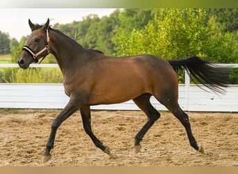 Koń czystej krwi arabskiej, Klacz, 4 lat, 162 cm, Skarogniada