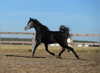 Koń czystej krwi arabskiej, Klacz, 4 lat, Siwa