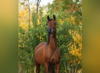 Koń czystej krwi arabskiej, Klacz, 5 lat, 150 cm, Ciemnogniada