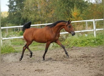Koń czystej krwi arabskiej, Klacz, 5 lat, 150 cm, Ciemnogniada