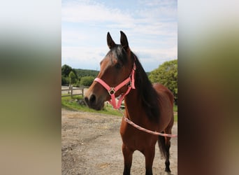 Koń czystej krwi arabskiej, Klacz, 5 lat, 150 cm, Gniada