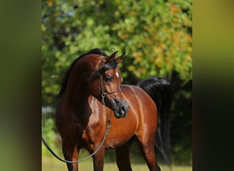 Koń czystej krwi arabskiej, Klacz, 5 lat, 152 cm, Gniada