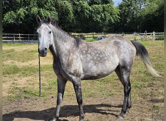 Koń czystej krwi arabskiej, Klacz, 5 lat, 152 cm, Siwa w hreczce