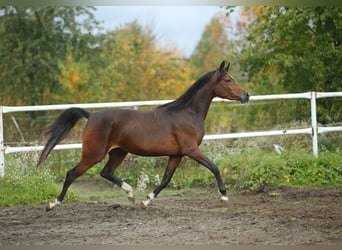 Koń czystej krwi arabskiej, Klacz, 5 lat, 153 cm, Gniada
