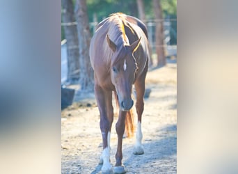 Koń czystej krwi arabskiej, Klacz, 5 lat, 154 cm, Kasztanowata