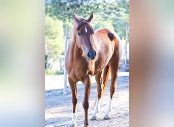 Koń czystej krwi arabskiej, Klacz, 5 lat, 154 cm, Kasztanowata
