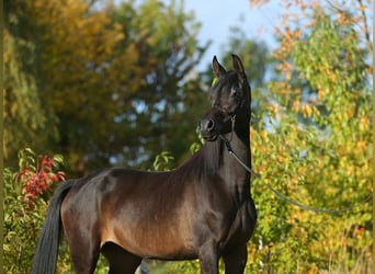 Koń czystej krwi arabskiej, Klacz, 5 lat, 155 cm, Gniada