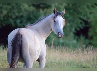 Koń czystej krwi arabskiej, Klacz, 5 lat, 155 cm, Siwa