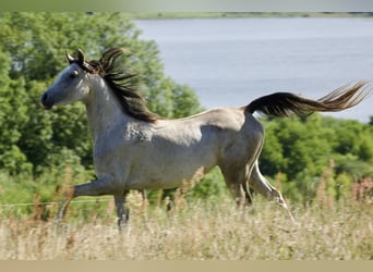 Koń czystej krwi arabskiej, Klacz, 5 lat, 155 cm, Siwa