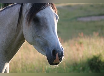 Koń czystej krwi arabskiej, Klacz, 5 lat, 155 cm, Siwa