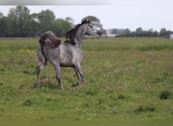 Koń czystej krwi arabskiej, Klacz, 5 lat, 155 cm, Siwa