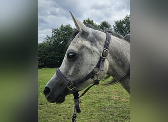 Koń czystej krwi arabskiej, Klacz, 5 lat, 155 cm, Stalowosiwy