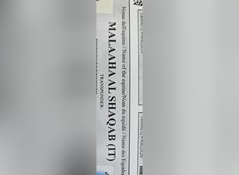 Koń czystej krwi arabskiej, Klacz, 5 lat, 155 cm, Stalowosiwy