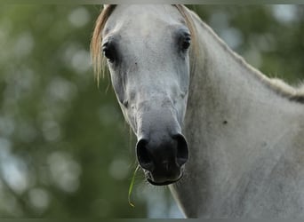 Koń czystej krwi arabskiej, Klacz, 5 lat, 157 cm, Siwa