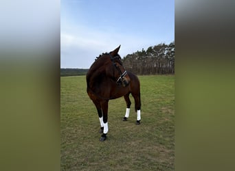 Koń czystej krwi arabskiej, Klacz, 5 lat, 160 cm, Gniada