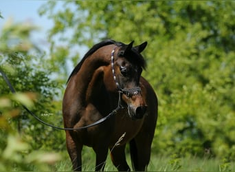 Koń czystej krwi arabskiej, Klacz, 6 lat, 150 cm, Ciemnogniada