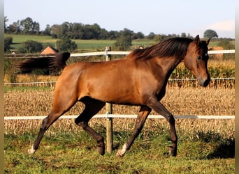 Koń czystej krwi arabskiej, Klacz, 6 lat, 150 cm, Ciemnogniada