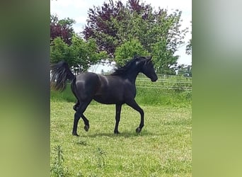 Koń czystej krwi arabskiej, Klacz, 6 lat, 150 cm, Kara