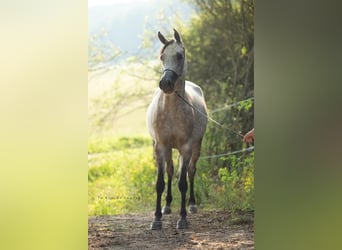 Koń czystej krwi arabskiej, Klacz, 6 lat, 150 cm, Siwa