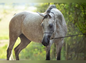 Koń czystej krwi arabskiej, Klacz, 6 lat, 150 cm, Siwa