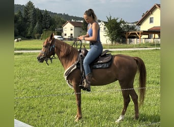 Koń czystej krwi arabskiej, Klacz, 6 lat, 151 cm, Kasztanowata