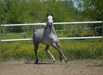 Koń czystej krwi arabskiej, Klacz, 6 lat, 151 cm, Siwa