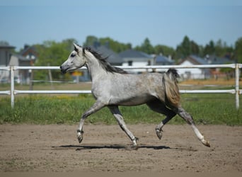 Koń czystej krwi arabskiej, Klacz, 6 lat, 151 cm, Siwa