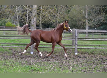 Koń czystej krwi arabskiej, Klacz, 6 lat, 152 cm, Ciemnokasztanowata