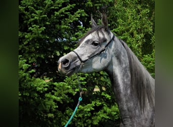 Koń czystej krwi arabskiej, Klacz, 6 lat, 152 cm, Siwa jabłkowita